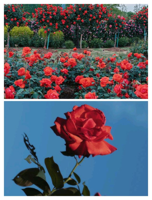 上海五一限定版「莫奈花園」靚到窒息！快啲嚟！
