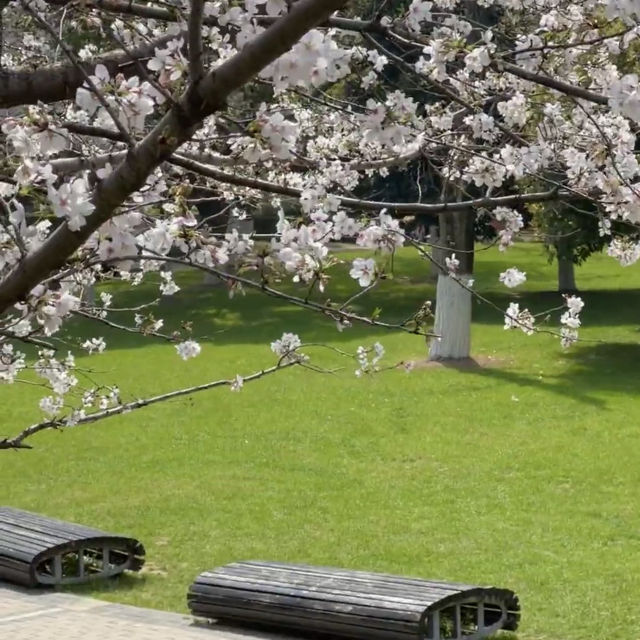 驚！西北湖廣場藏著絕美櫻花秘境🌸
