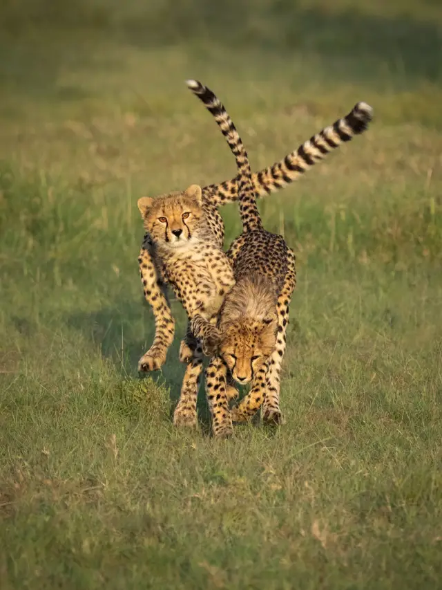 Don't just focus on Kenya, Tanzania's Safari is the real game-changer