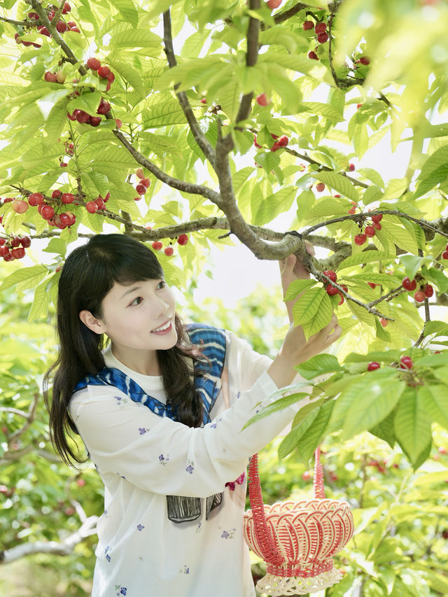 濟南周邊遊｜長清五峰山嘅櫻桃熟啦！