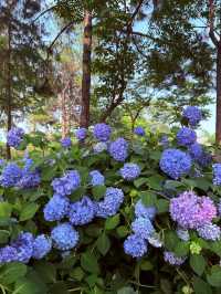 武漢中山公園：繡球花花海夢幻之境