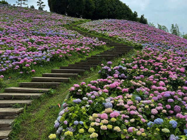 紹興蘭亭：繡球花花海的夢幻之境
