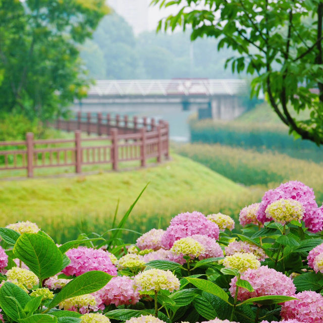 🌧️雨後綻放的繡球花也太美了吧！初夏的浪漫密碼，就藏在這片花海裡💐
