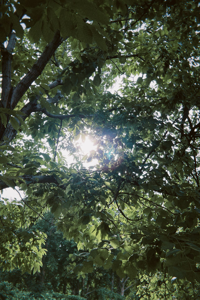 臨沂周邊週末遊：春夏嘅生生園靜謐生機