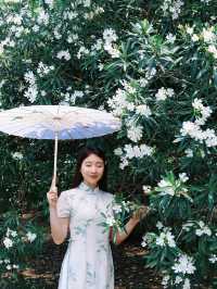 端午節蘇州相城夏日尋芳納涼指南
