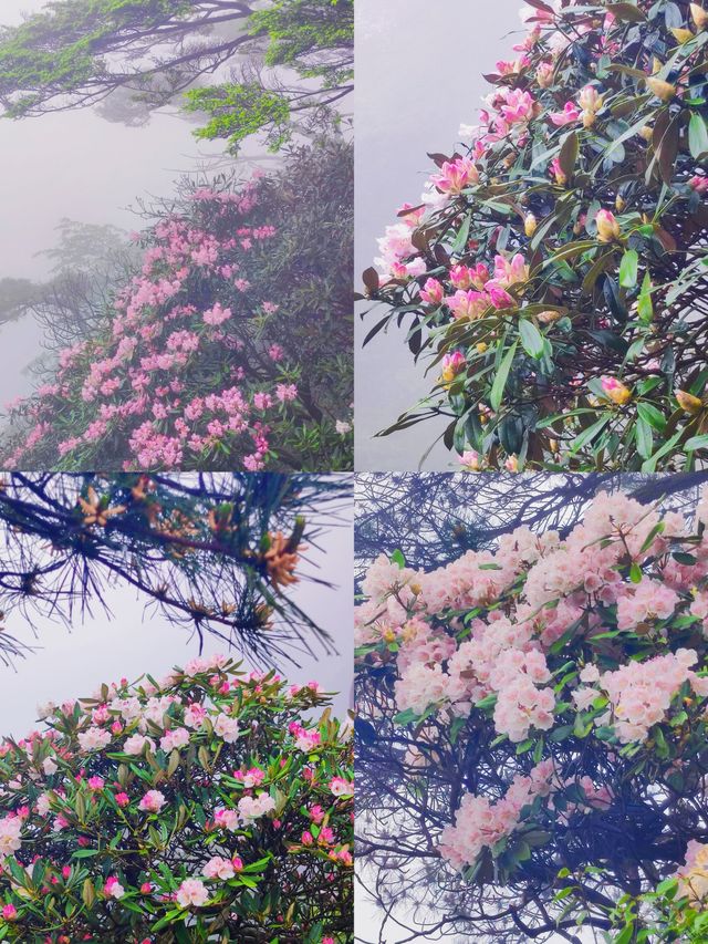三清山6月杜鵑尾期攻略！抓住花海最後驚艷