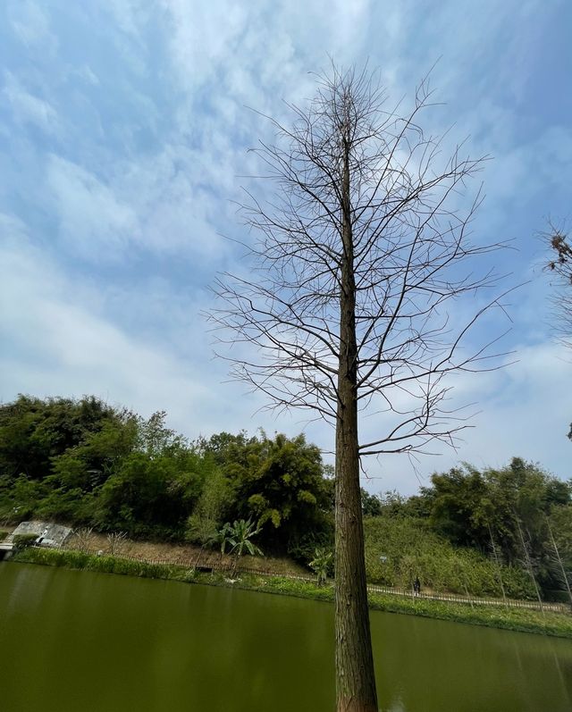 雲浮 | 一場與自然的浪漫邂逅