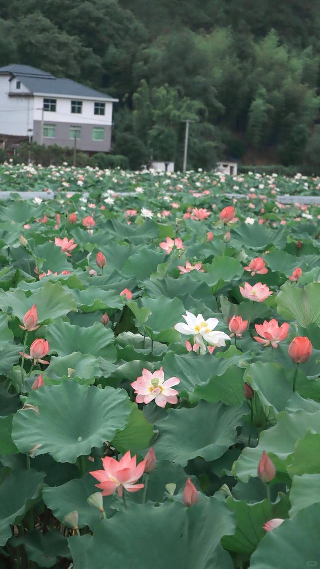 別再去西湖蒸桑拿了！石城通天寨荷花花海美炸天