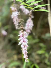 尖峰嶺森林公園，湖南郴州嘅天然氧吧