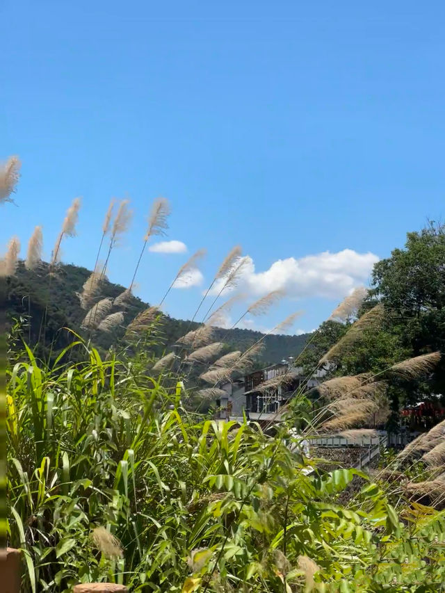 嚟桐廬 蘆茨灣清涼一夏！
