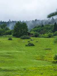 Hotel Indigo Jiuzhai | Riding White Horses into Summer’s Emerald Verse
