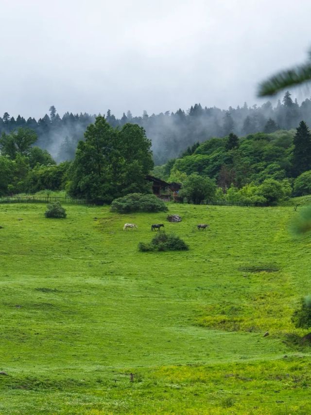 Hotel Indigo Jiuzhai | Riding White Horses into Summer’s Emerald Verse