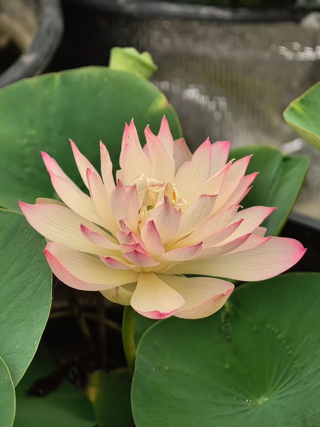 荷花花期已到，各種品種蓮荷花逐漸盛開！
