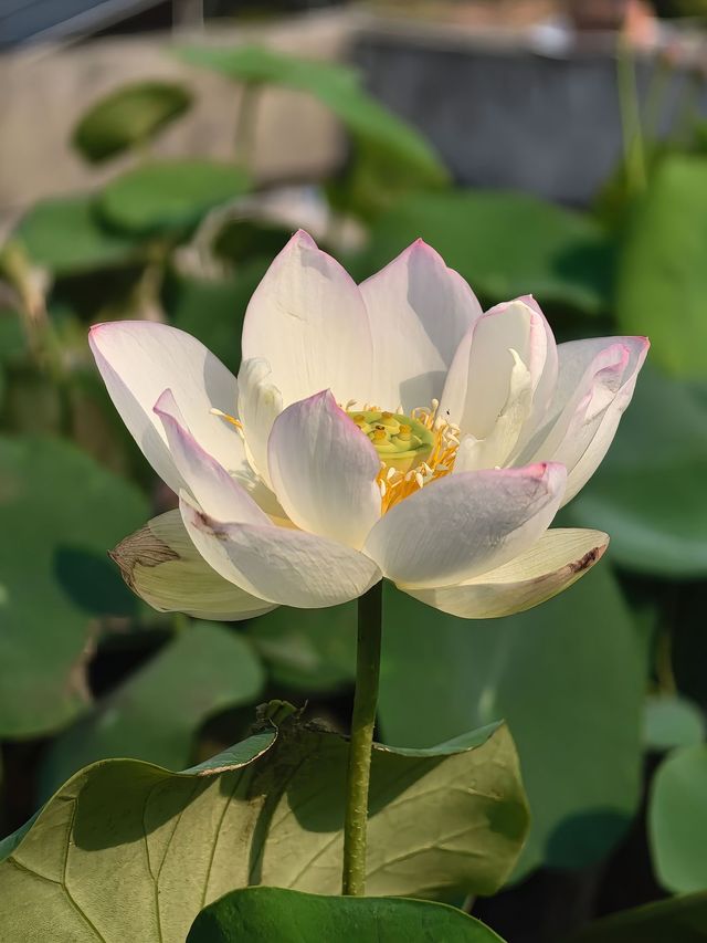 荷花花期已到，各種品種蓮荷花逐漸盛開！