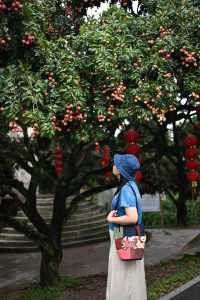 古村、紅荔、老碉樓——瓜嶺村的治癒系漫遊