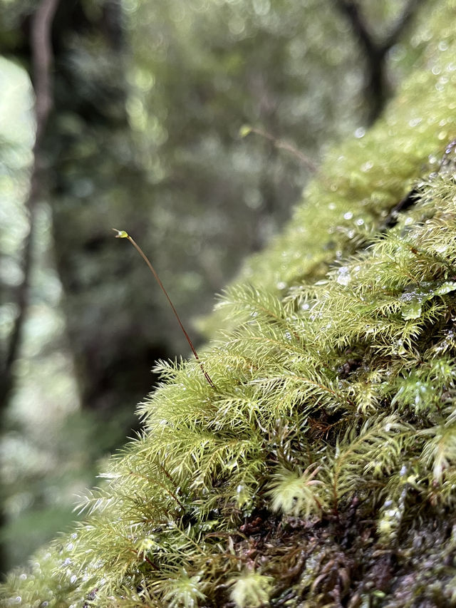 Reconnect with Nature in the misty forest🧚🏼🌿✨