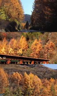 湖北神農架+三峽彩林賞秋自駕攻略