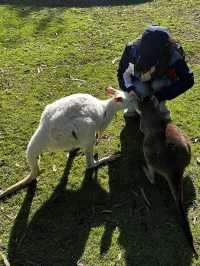 Amazing Australia Trip