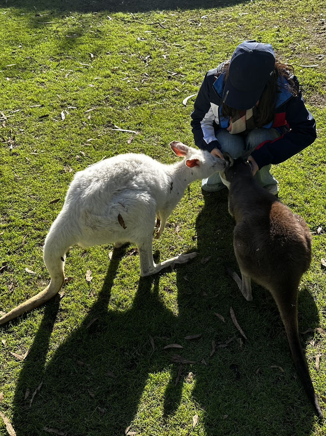 Amazing Australia Trip