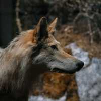 🦌 Helsinki Natural History Museum – Into the Finnish Forests