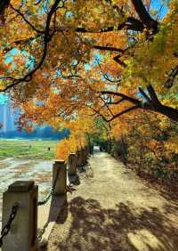 大連西山水庫賞楓指南：藏在市區的秋日限定紅韻