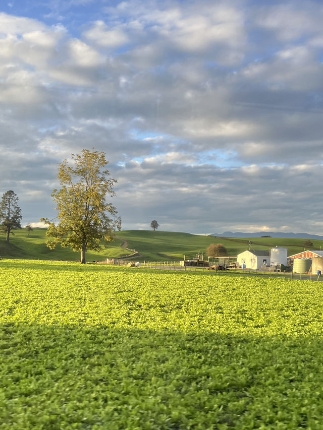 🇳🇿Green Dragon Inn, Auckland: Where Golden Sunsets Meet Enchanted Gardens! 🌅 
