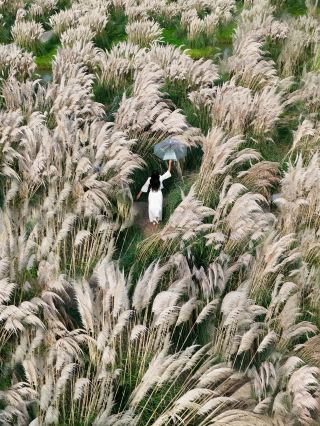 난징 주변 가을 유화 갈대밭, 놓치면 1년을 기다려야 해요