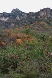 石家莊可以摘蘋果，免費賞紅葉的野山