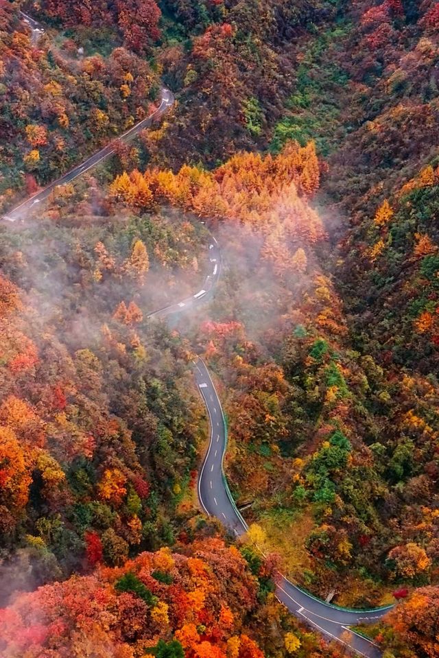 救命光霧山的秋天真的美哭我了