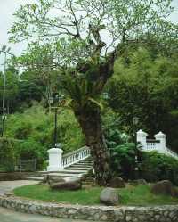 吉隆坡私藏！免費殖民風植物園+1h車程森林民宿，打工人週末躺