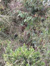 Exceptional Safari with a Skilled Guide
