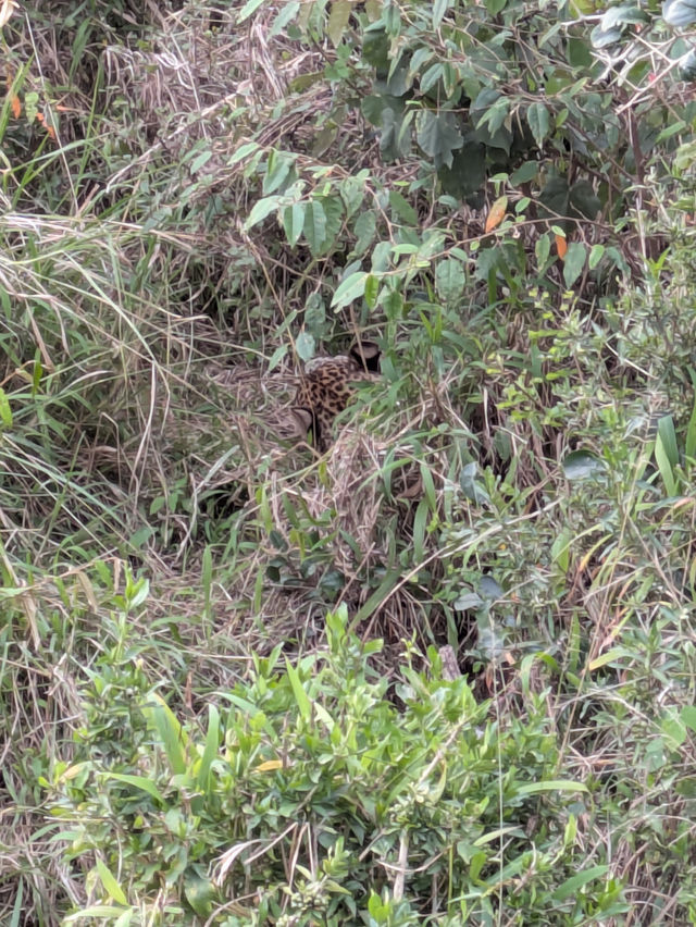 Exceptional Safari with a Skilled Guide