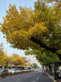 跟風成功！北京賞秋打卡地詳細路線