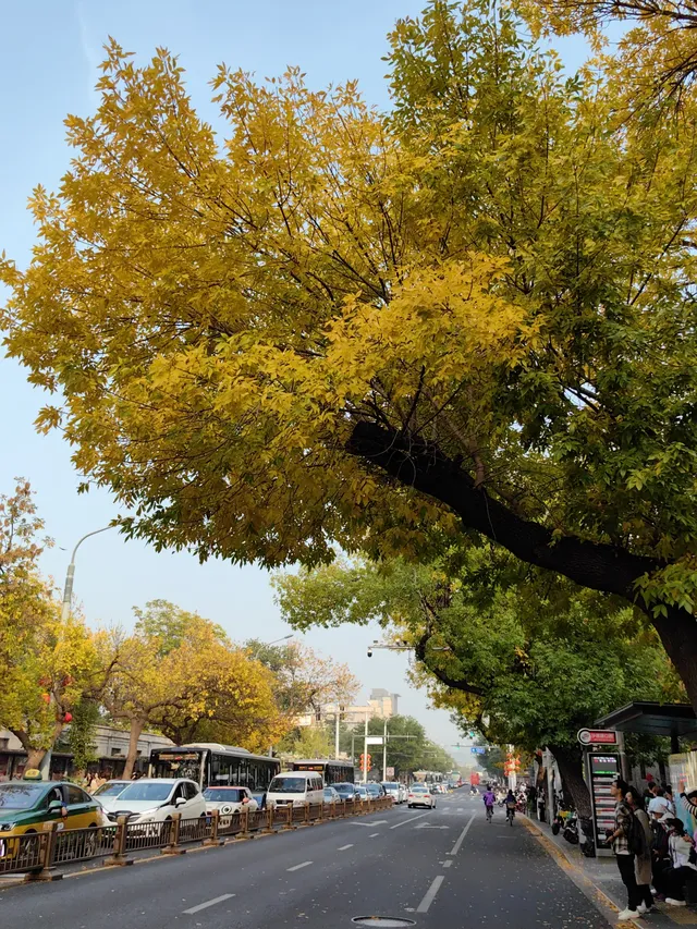 跟風成功！北京賞秋打卡地詳細路線