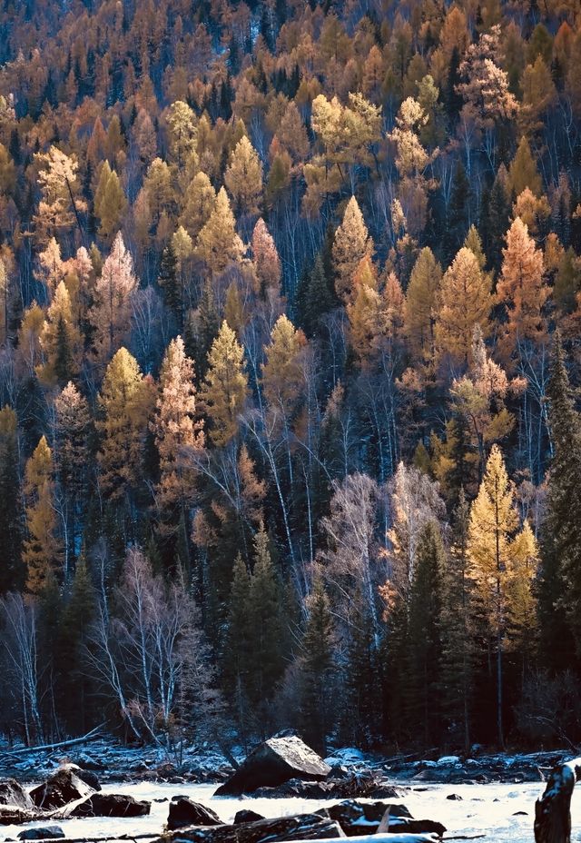 喀納斯深秋幻境：在金色童話與冰雪王國間漫步