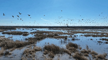 Horqin Wetland Attracts 30,000 Migratory Birds