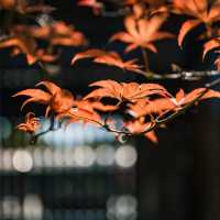 ๐์ํ์ด์ ํ ๋น๋๋ผ ํ ์ ์, ๊ฐ์์ ์๋ฒฝํ ์ ์ทจ ๐ฏ