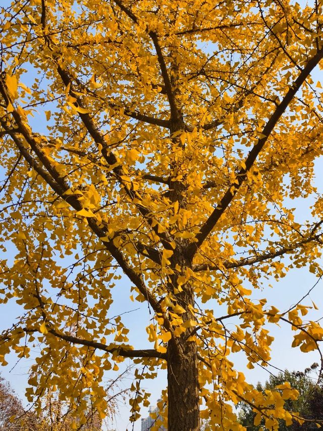 叢台公園の秋日封神操作！3分鐘吃透限定浪漫