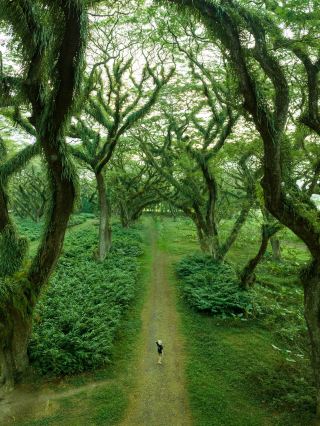 Hutan Dunia Iblis, Jurang Elf, Indonesia benar-benar keren!