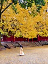 為了這扇秋日限定的窗，我專門去了趟崇州