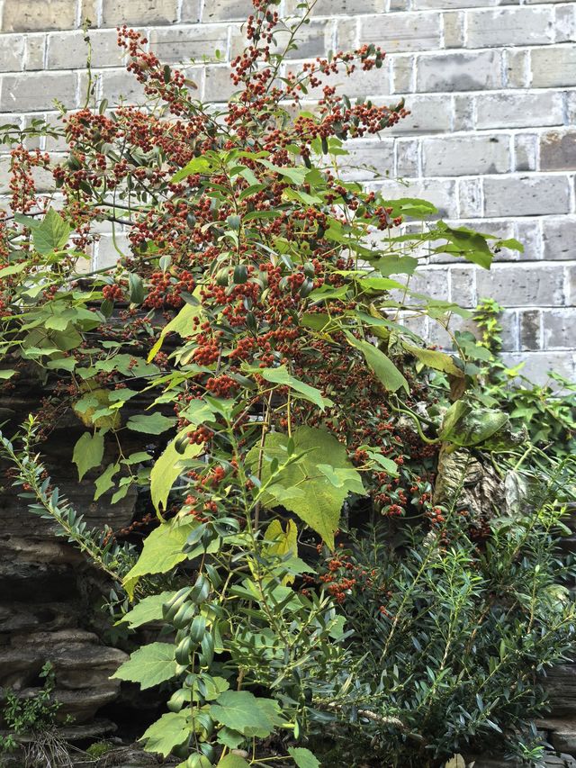 在千年古鎮的庭院裡,把日子過成詩 在千年古鎮的庭院裡,把日子過成詩