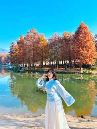 南京真的不顧人死活落羽杉比梧桐還要美