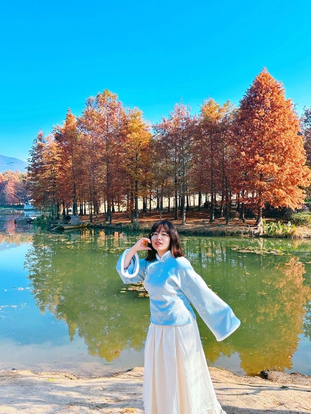 南京真的不顧人死活落羽杉比梧桐還要美