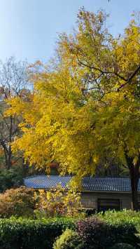 秋日青島楓葉秘境