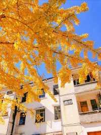 就在廣東1h直達親子溫泉銀杏兩日遊