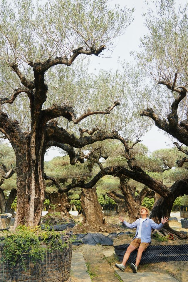 大膽預測這片奇幻森林將成為廣佛新頂流