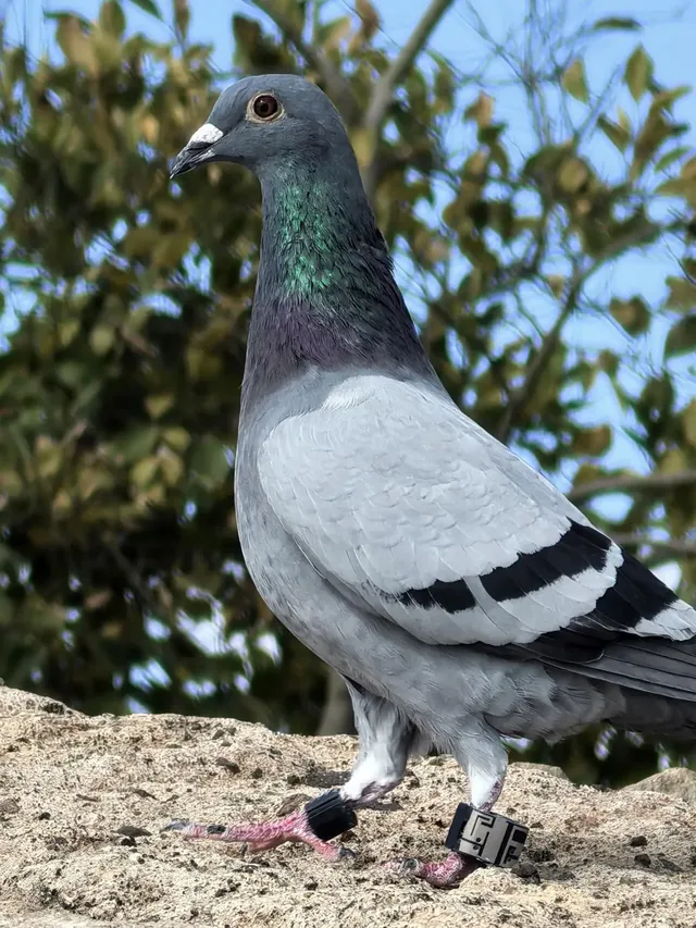 寧波徒步 | 山海徑，烽火台，風車路
