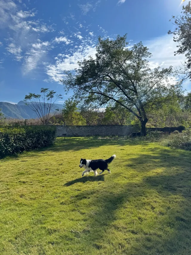 赴約山海｜台州自駕行程記錄（寵物友好版）