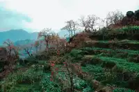 永嘉東爐村|秋日限定的「柿」外桃源