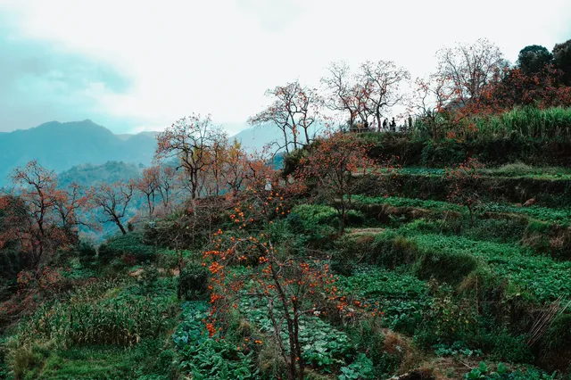 永嘉東爐村|秋日限定的「柿」外桃源 永嘉東爐村|秋日限定的「柿」外桃源